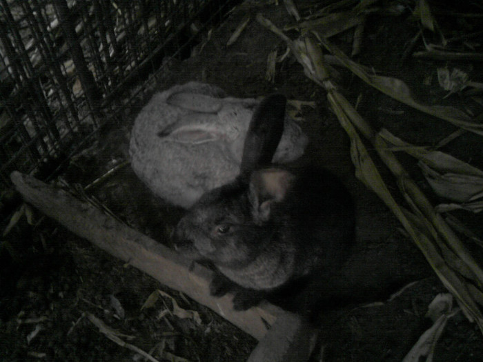 P271111_13.06_[01]rilosi; rilosi
