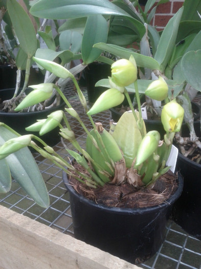 27.11.11 - Lycaste 2