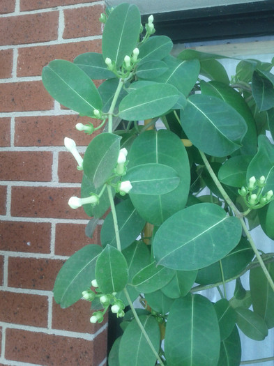 27.11.11 - Stephanotis floribunda