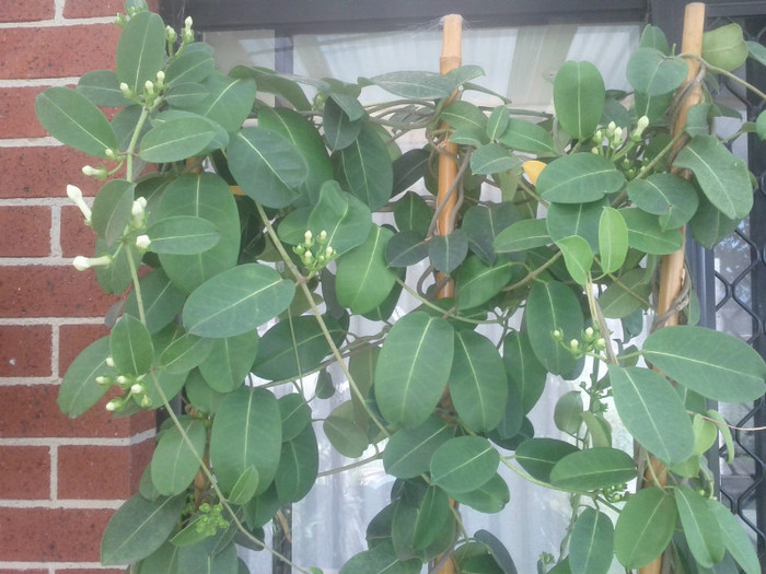  - Stephanotis floribunda