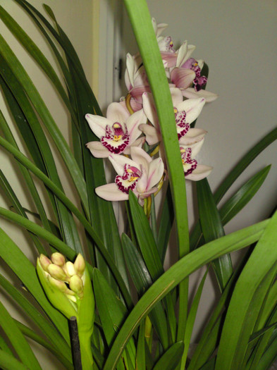  - Cymbidium