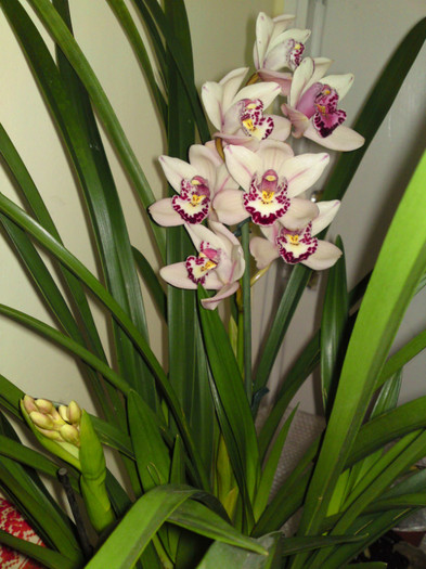  - Cymbidium