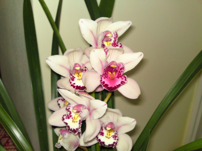  - Cymbidium