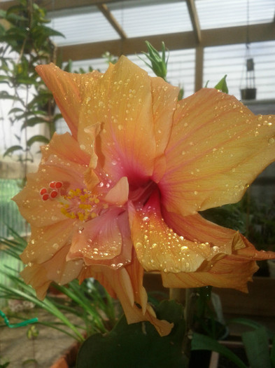 27.11.11 - Hibiscus 2011-2012