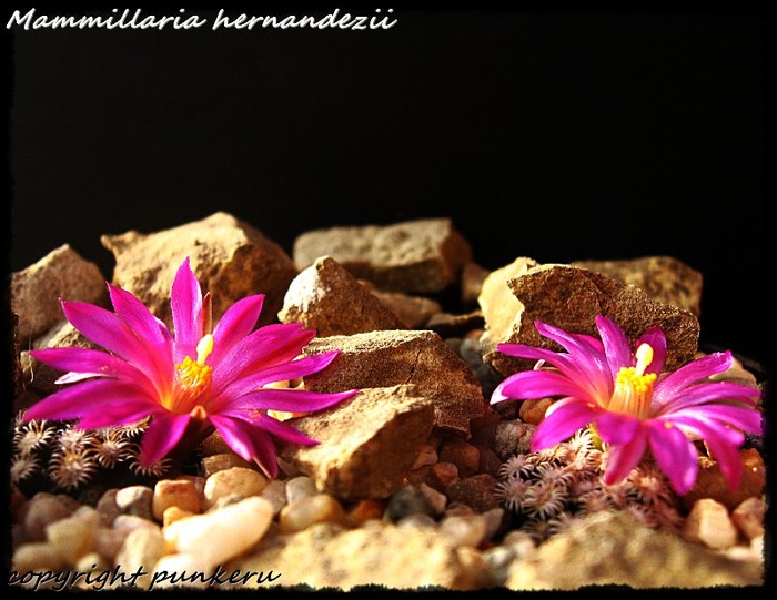  - CACTI IN FLOWER