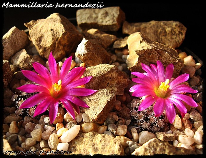  - CACTI IN FLOWER