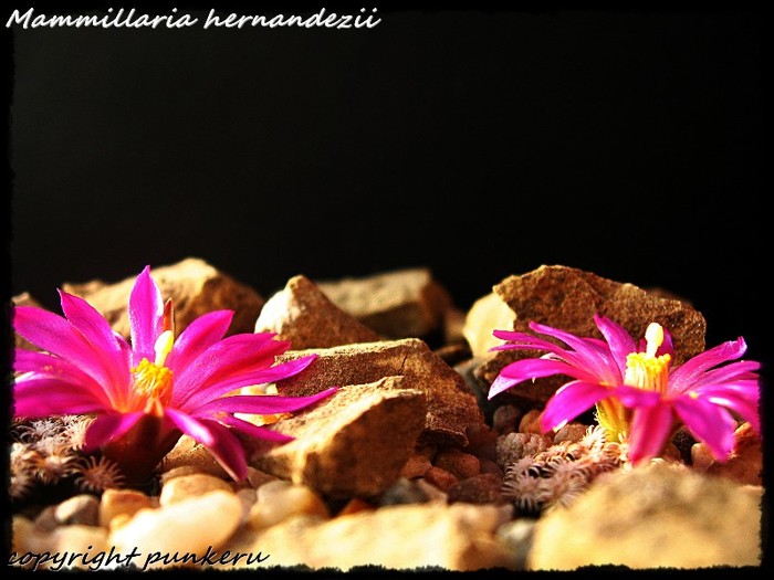  - CACTI IN FLOWER