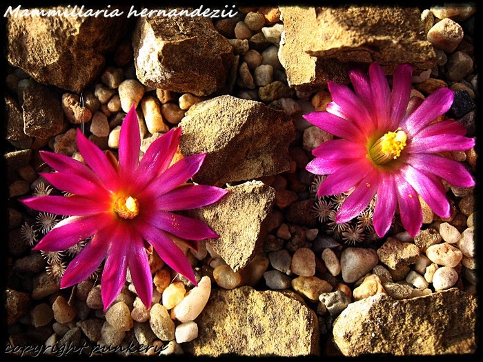  - CACTI IN FLOWER