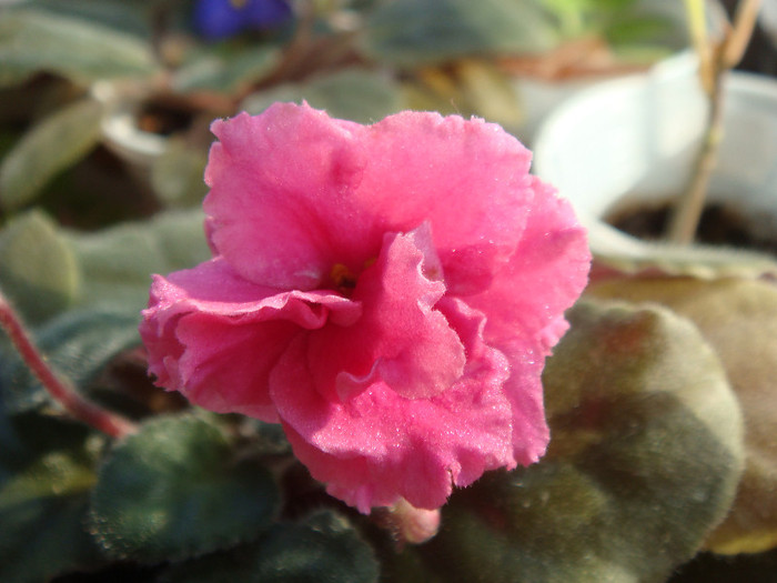 Alamo Flame - Violete