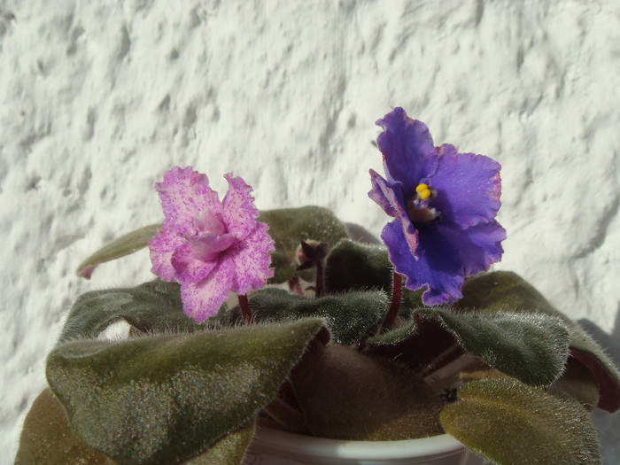 DSC03327 - Violete