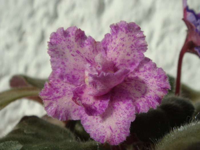 DSC03329 - Violete