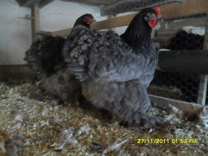 SDC13321 - tineret 2011