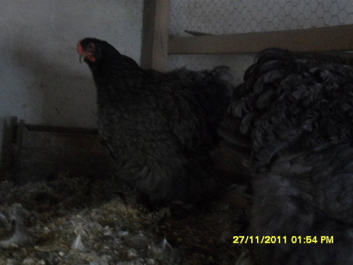 SDC13324 - tineret 2011