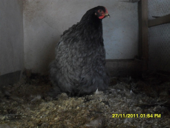 SDC13328 - tineret 2011