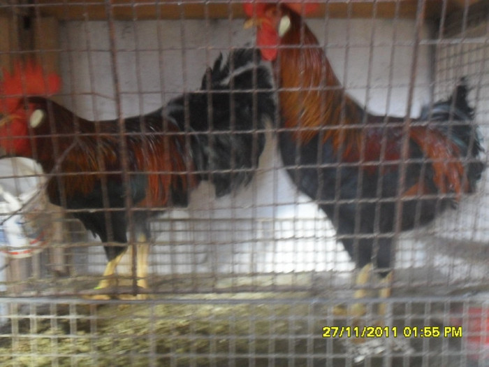 SDC13329 - tineret 2011