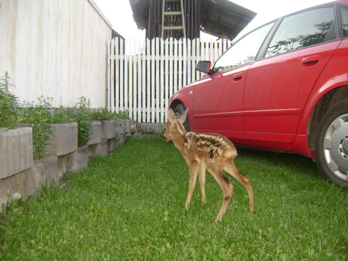 DSC02580 - bambi