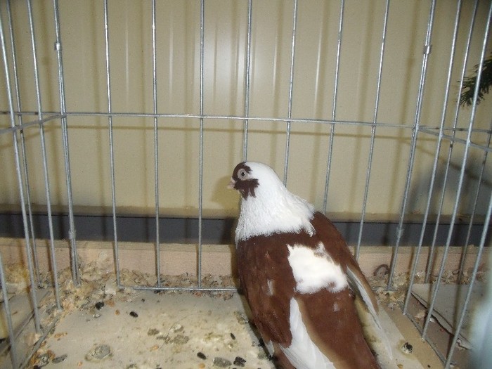 DSCF1333 - POZE expozitie galati 26-27 noiembrie 2011