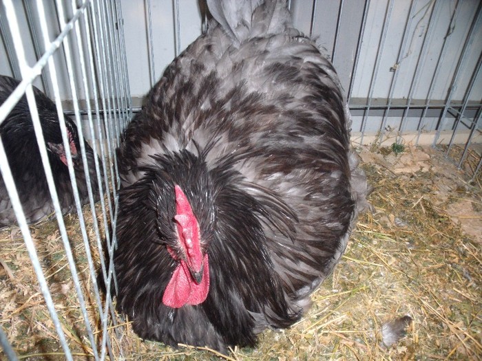 DSCF1550 - POZE expozitie galati 26-27 noiembrie 2011