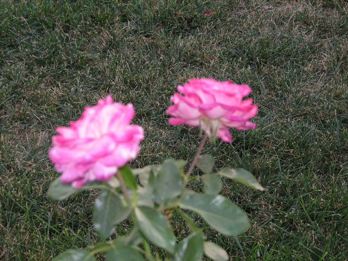 IMG_0735 - Trandafiri 2011