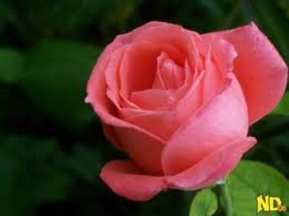 flori_de_vara_trandafir - vara