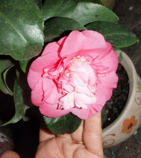 am inflorit ")) - Camellia