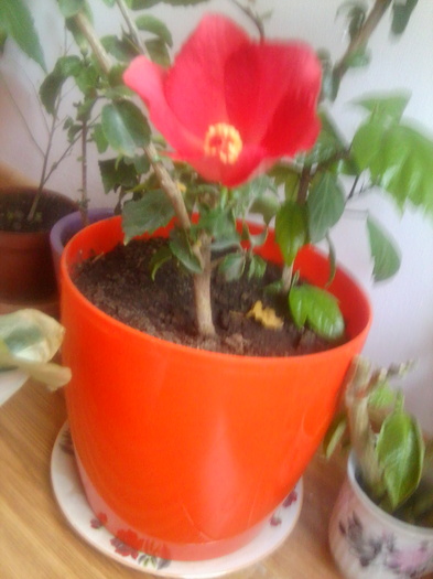 Fotografie2031 - hibiscusi-2012-1