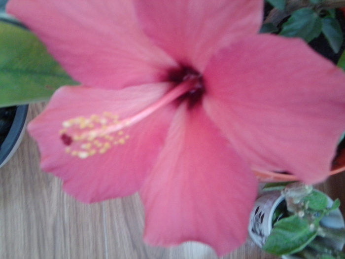 Fotografie2043 - hibiscusi-2012-1