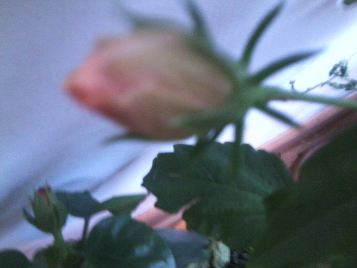 Fotografie2047 - hibiscusi-2012-1