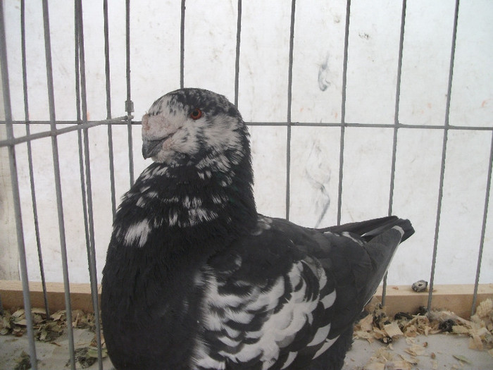 Picture 229
