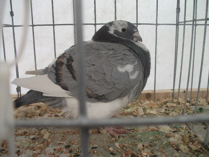 Picture 234