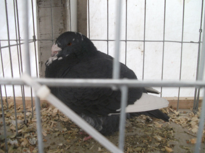 Picture 238