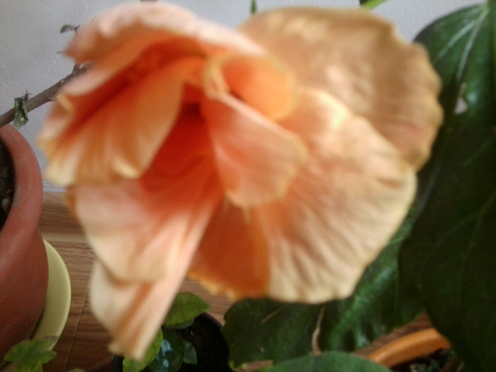 Fotografie2067 - hibiscusi-2012-1