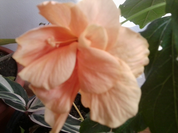 Fotografie2068 - hibiscusi-2012-1