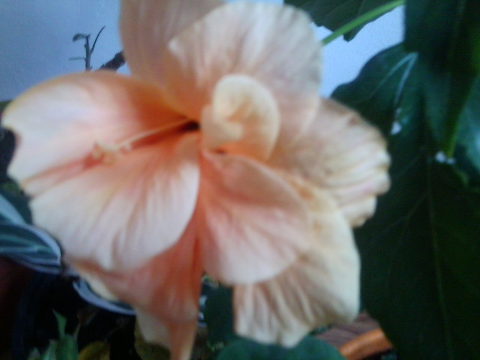 Fotografie2069 - hibiscusi-2012-1