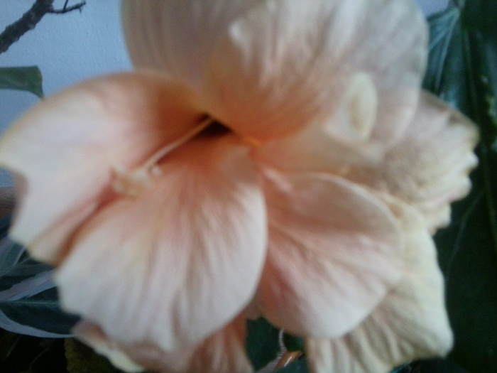 Fotografie2070 - hibiscusi-2012-1