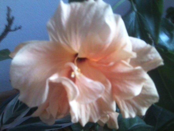 Fotografie2072 - hibiscusi-2012-1