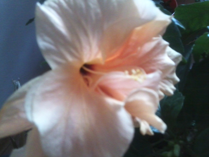 Fotografie2073 - hibiscusi-2012-1