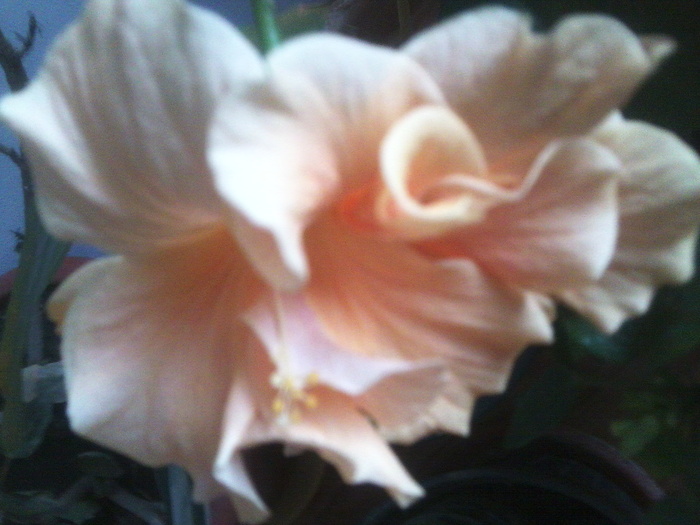 Fotografie2074 - hibiscusi-2012-1