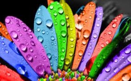 images (96) - poze colorate