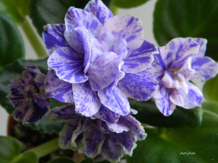 DSCN4576 - 0 Violete africane noiembrie 2011