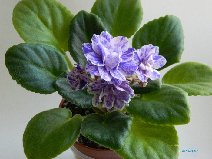 DSCN4577 - 0 Violete africane noiembrie 2011