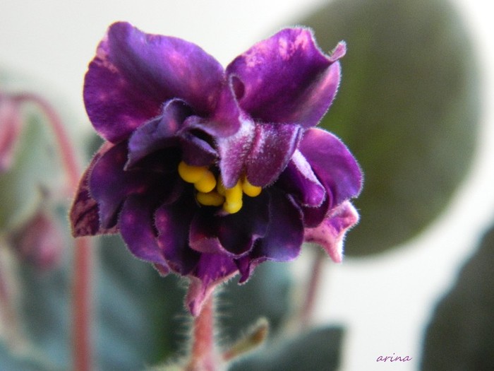 DSCN4590 - 0 Violete africane noiembrie 2011