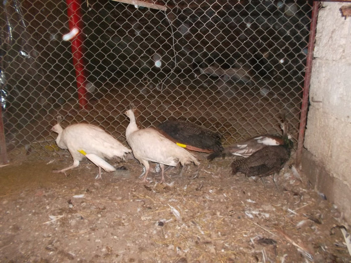 SAM_1980 - zoo meu