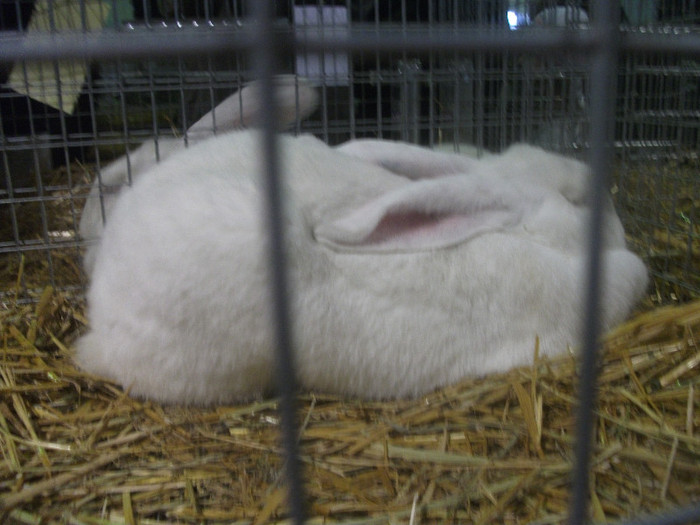Picture 272 - EXPOZITIE NATIONALA GALATI-27-11-2011