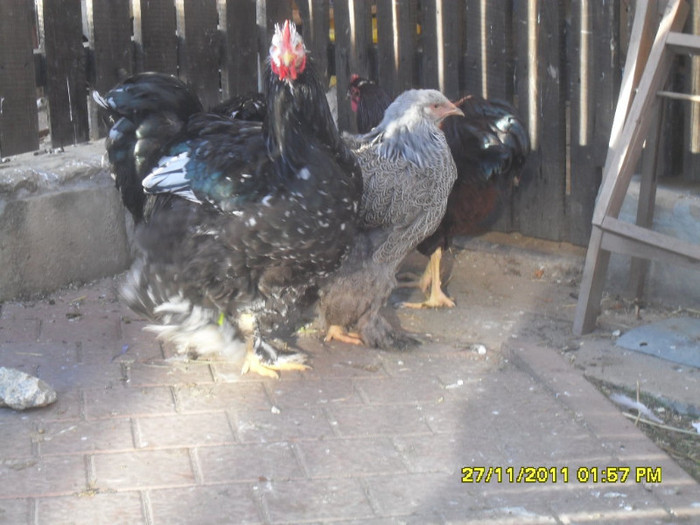 SDC13338 - tineret 2011