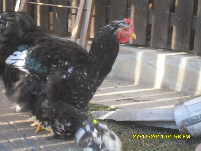 SDC13340 - tineret 2011