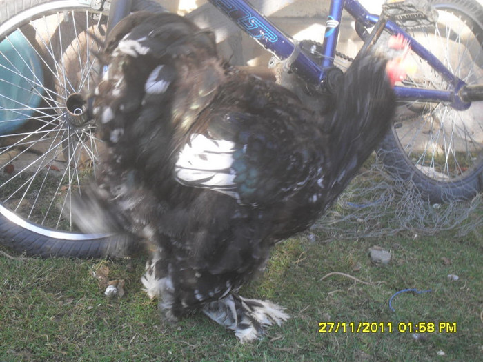 SDC13341 - tineret 2011