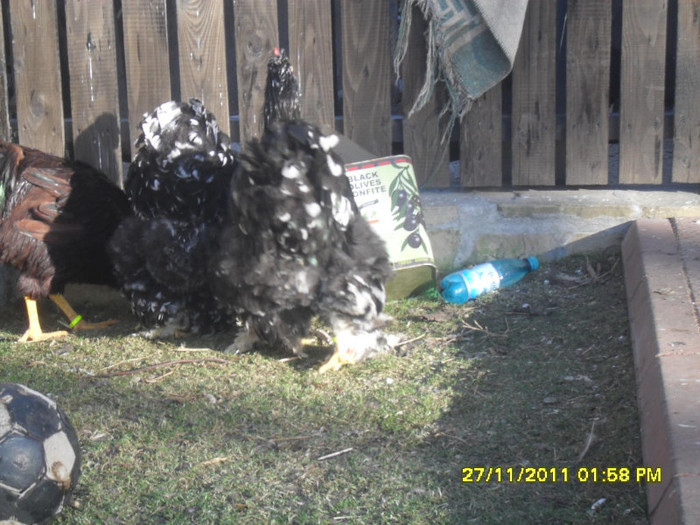 SDC13343 - tineret 2011