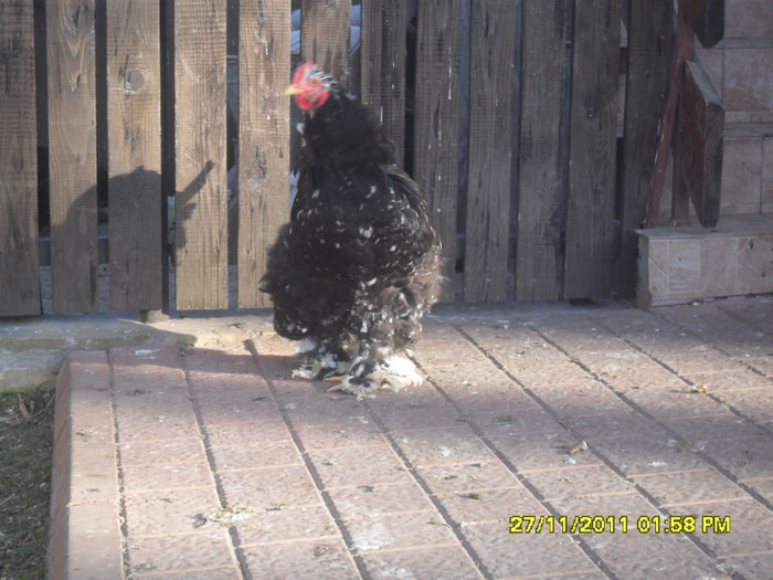 SDC13344 - tineret 2011