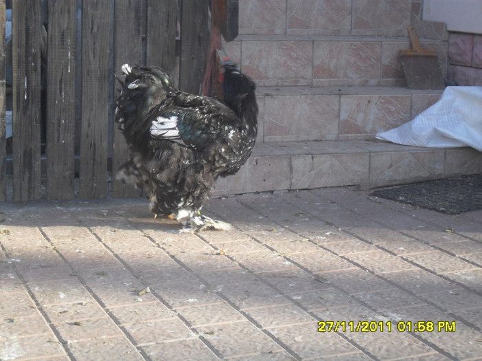 SDC13345 - tineret 2011